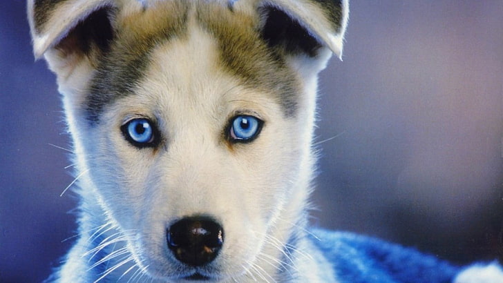 ลูกสุนัขไซบีเรียนฮัสกี้สีขาวและน้ำตาลสุนัขไซบีเรียนฮัสกี้ดวงตาสีฟ้าธรรมชาติ, วอลล์เปเปอร์ HD