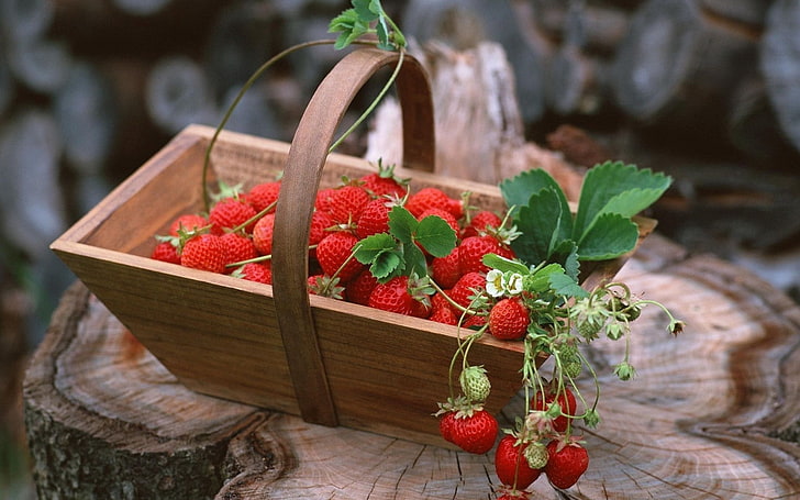 basket of strawberry fruits, strawberry, basket, berries, delicious, HD wallpaper