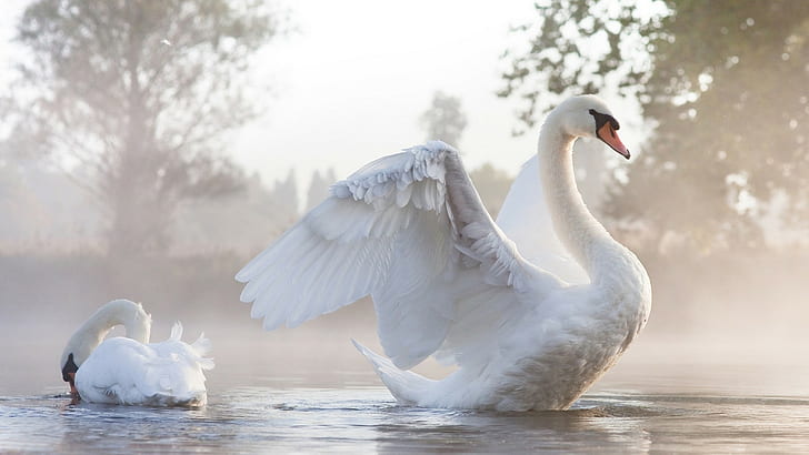 Swans steam, 2 white swans, swans, steam, water, fog, wings, HD wallpaper