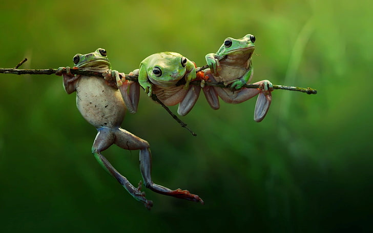 три зелени жаби, жаба, животни, природа, земноводни, клонки, HD тапет