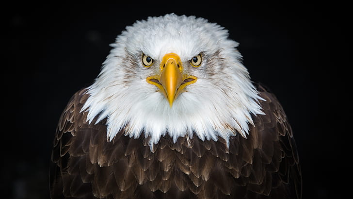North America, 8K, Bald eagle, 4K, Dark background, Bird, HD wallpaper