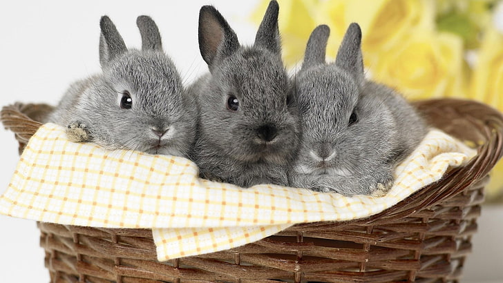 three gray rabbits, grey, basket, rabbits, kids, trio, HD wallpaper