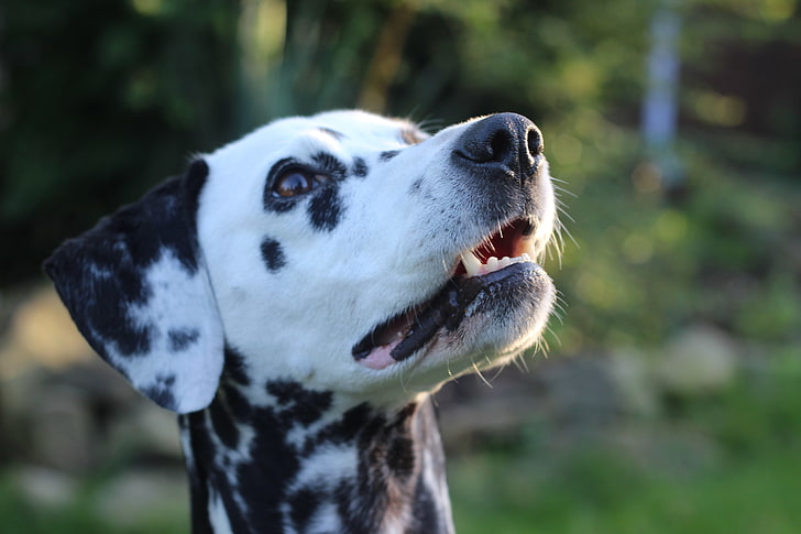 erwachsener Schwarzweiss-Dalmatiner, Dalmatiner, Hund, Schnauze, beschmutzt, HD-Hintergrundbild