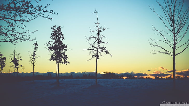 pohon, pemandangan, pohon mati, Wallpaper HD