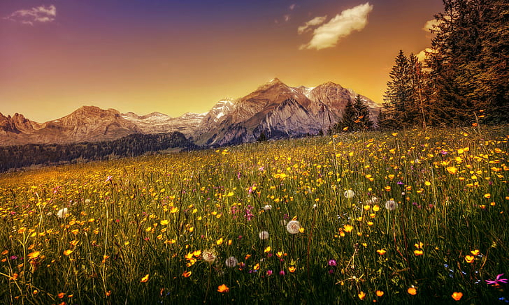 Buttercup fält, maskros blommor, 4K, berg, HD tapet