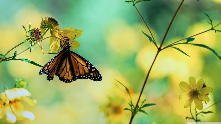 природа, пеперуда, цветя, насекоми, животни, HD тапет