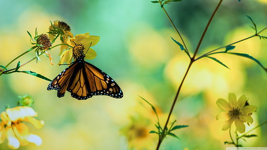 الطبيعة ، الفراشة ، الزهور ، الحشرات ، الحيوانات، خلفية HD HD wallpaper