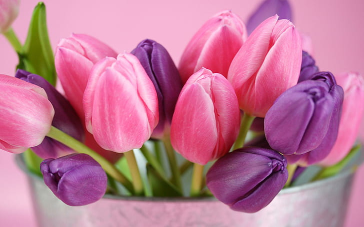 Tulipas cor de rosa roxas, flor, natureza, roxo, rosa, tulipas, HD papel de parede