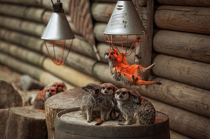 lamp, meerkats, family, HD wallpaper