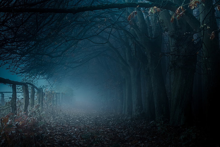 árboles desnudos marrones, camino oscuro con árboles muertos y niebla, camino, niebla, árboles, otoño, cerca, azul, naturaleza, paisaje, hojas, atmósfera, oscuro, Fondo de pantalla HD