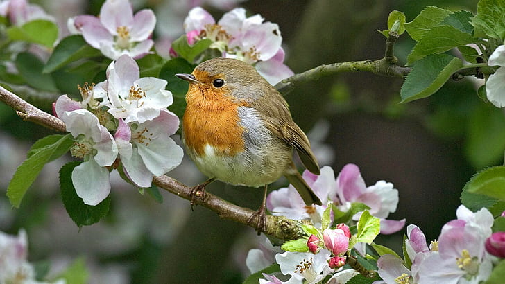 robin, burung, bunga, ranting, alam, Wallpaper HD
