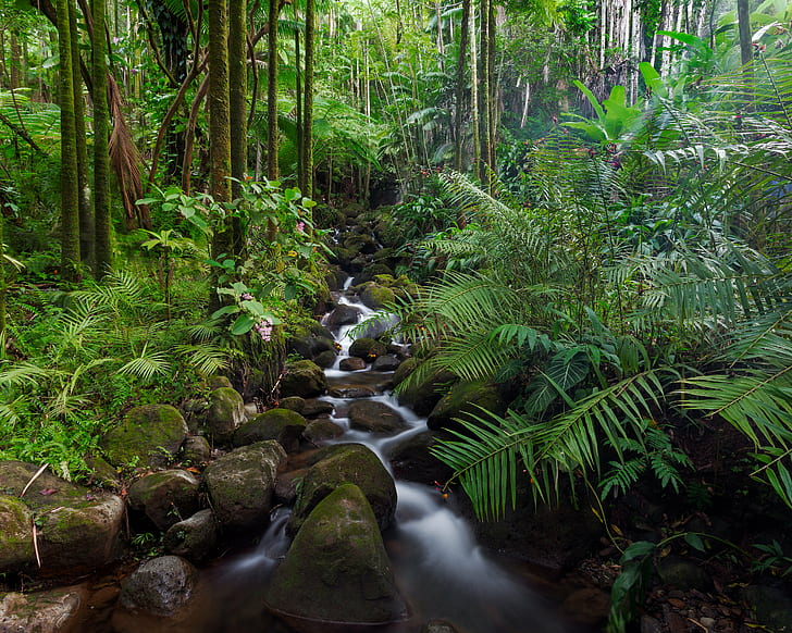 zbiornik wodny między zielonymi roślinami i brązowymi drzewami drewnianymi w ciągu dnia, strumień, zbiornik wodny, rośliny zielone, drzewa, w ciągu dnia, wybrzeże Hamakua, las deszczowy, tropikalny ogród botaniczny na Hawajach, przyroda, las, drzewo, wodospad, tropikalny las deszczowy, las deszczowy, kolor zielony, rzeka, na zewnątrz, krajobraz, roślina, mech, woda, paproć, scenics, klimat tropikalny, Tapety HD