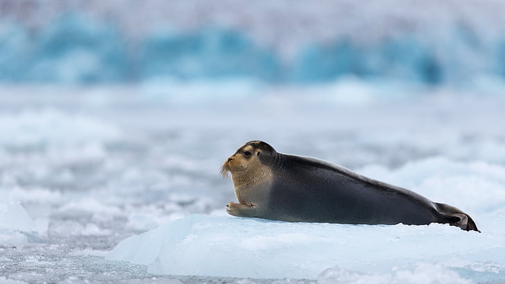мелкая фокусировка фотографии тюленя на вершине льда, бородатая нерпа, арктика, тихий океан, океан, Гудзонов залив, лед, синий, белый, вода, туризм, HD обои