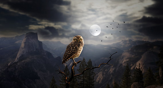 brown owl, dark, landscape, Moon, fantasy art, animals, birds, owl, HD wallpaper HD wallpaper
