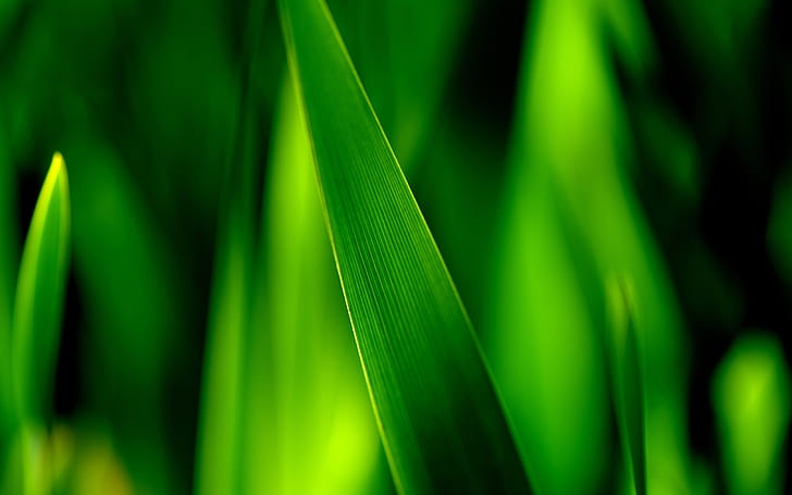 Грин, Трава, Листья, Мягкий, Фокус, Фотография, Крупный план зеленых травинок, оставляет мягкую фокусировку фотографии, зеленый лист, HD обои