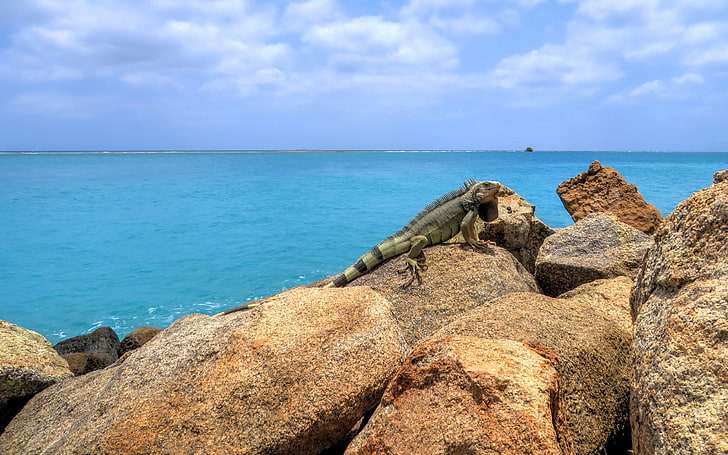 braunes und schwarzes konkretes Haus, Oranjestad, Aruba, Meer, Tiere, Natur, HD-Hintergrundbild