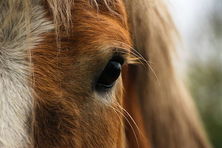 animal, de cerca, ecuestre, equino, ojo, granja, cabeza, caballo, mira, melena, semental, mirando, Fondo de pantalla HD