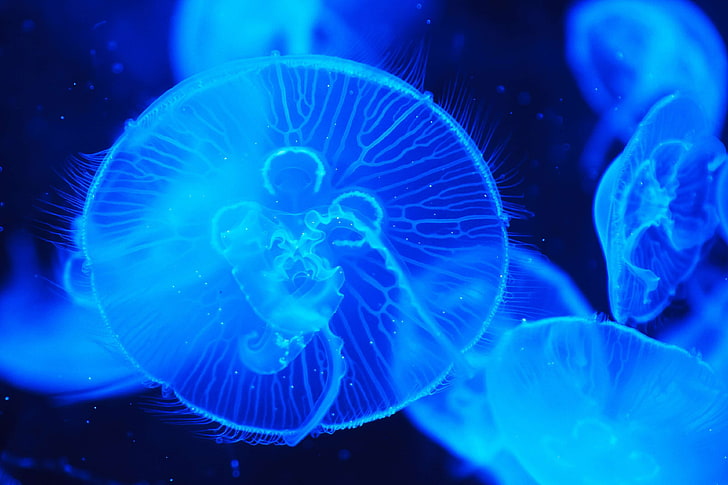 animal, blue, creature, danger, dark, deep, detail, fish, float, glow, glowing, jellies, jellyfish, marine, nature, royalty, sea, swim, translucent, transparent, underwater, HD wallpaper