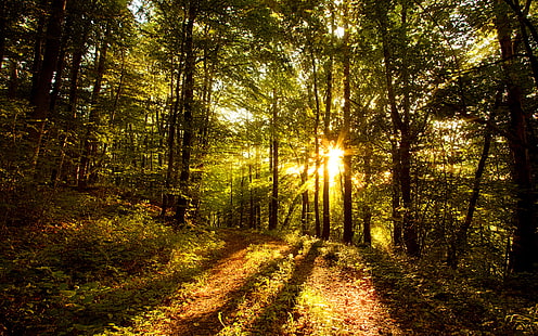 숲, 숲 라이브, 숲 바탕 화면, 숲 HD, HD 배경 화면 HD wallpaper
