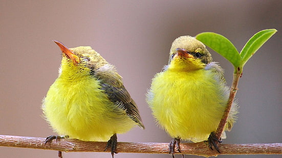 мило, птенцы, птицы, веточка, желтые птицы, HD обои HD wallpaper