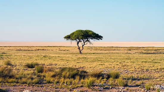 Namibia Natur Landschaft Savanne Bäume Nationalpark Afrika, HD-Hintergrundbild HD wallpaper