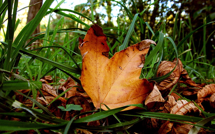 brown leaf, leaves, maple, dry, grass, green, autumn, HD wallpaper