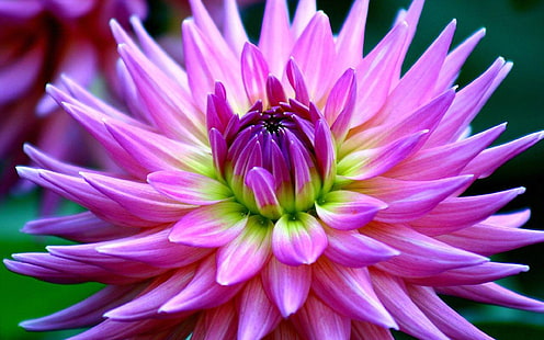 Dalia bellissimo fiore viola sfondo del desktop Hd per telefoni cellulari e computer portatili 2560 × 1600, Sfondo HD HD wallpaper