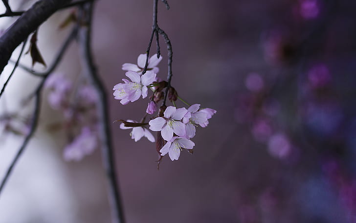 Blüht rosa Makro HD, weiß-und-purpurrote mit Blütenblättern bedeckte Blumen, Natur, Makro, Blumen, Rosa, HD-Hintergrundbild