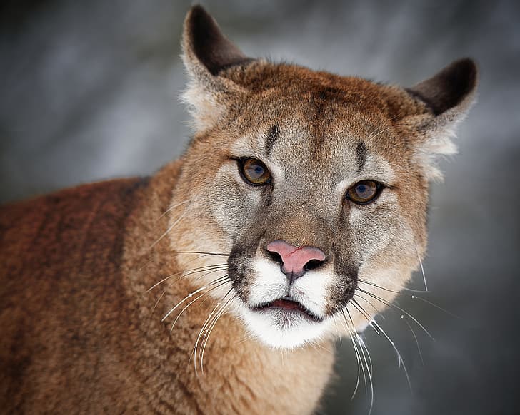 Blick, Gesicht, Hintergrund, Porträt, Wildkatze, Puma, Cougar, HD-Hintergrundbild