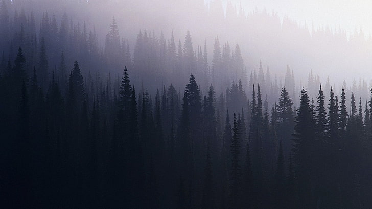 Kiefern, Natur, Wald, HD-Hintergrundbild