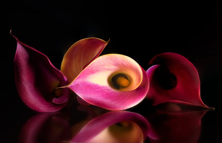 flowers, nature, background, Calla lilies, HD wallpaper