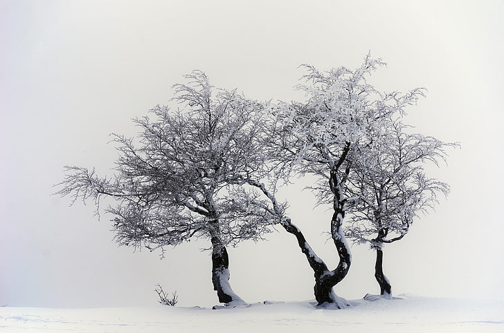 leafless tree cover with snow, photography, nature, snow, trees, white, HD wallpaper