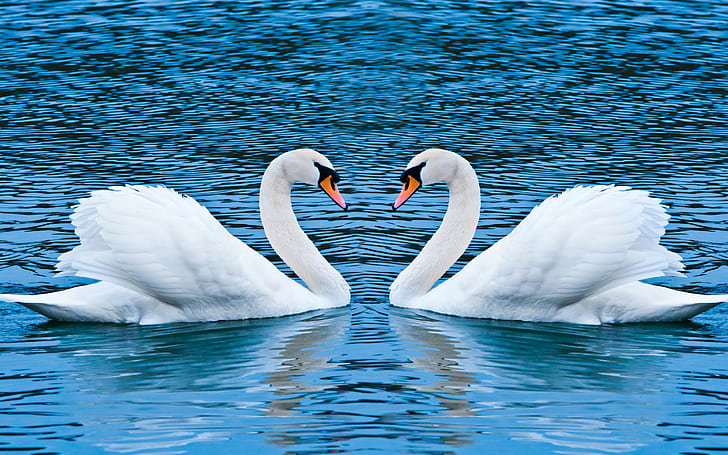 swan, birds, love, couple, HD wallpaper