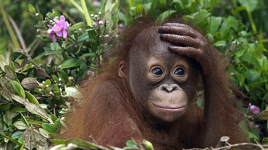 hayvanlar, Malezya, Orangutanlar, HD masaüstü duvar kağıdı HD wallpaper