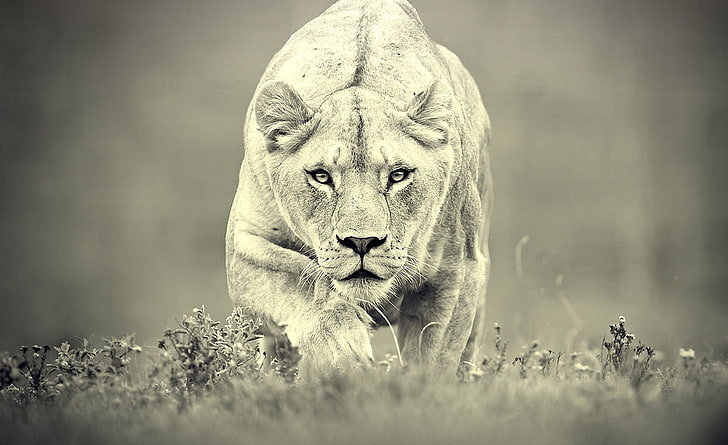 การล่าสิงโต, สิงโตสีน้ำตาล, สัตว์, ป่า, การล่าสัตว์, สัตว์, สิงโต, วอลล์เปเปอร์ HD