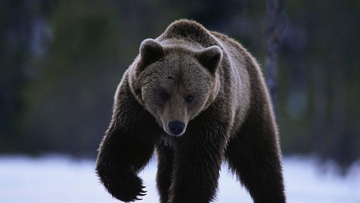 หมีฤดูหนาวสัตว์, วอลล์เปเปอร์ HD