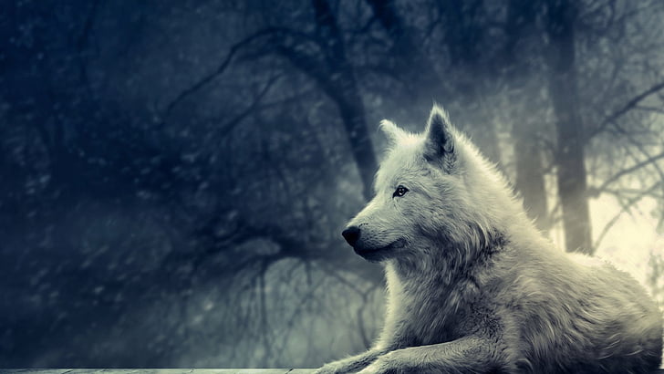 الحياة البرية ، الذئب ، الطبيعة ، الثدييات ، الشجرة، خلفية HD
