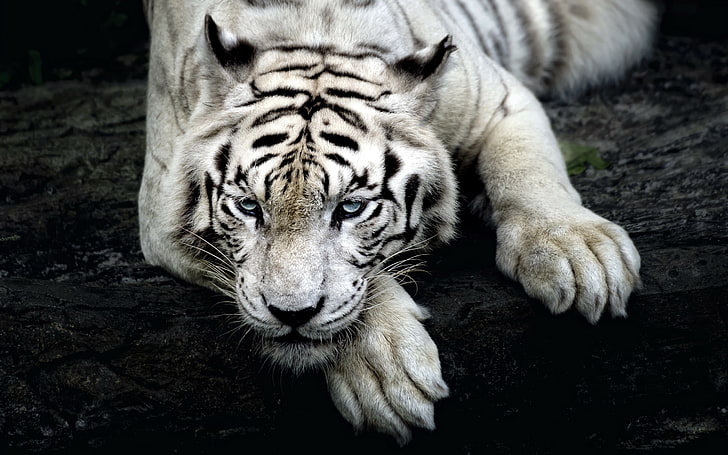 Animaux Gros Chats Regard Pattes Museau Tigres Blanc Fond D Ecran Hd Wallpaperbetter