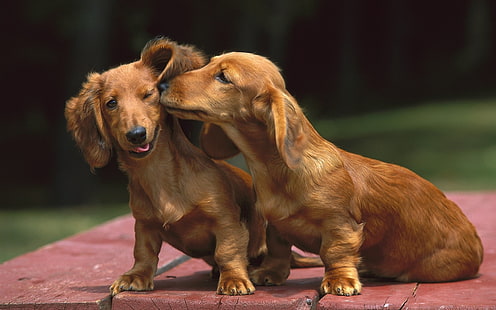 dois dachshunds marrons adultos, cães, beijo, dachshund, HD papel de parede HD wallpaper