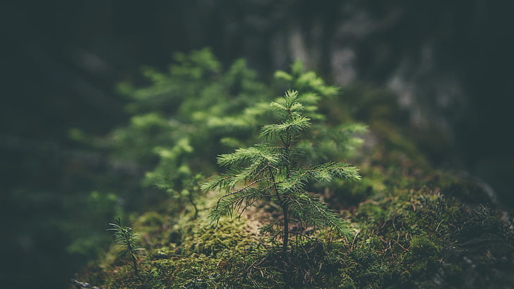 Grünpflanze, Fotografie des selektiven Fokus der Grünpflanze auf hölzernem Klotz, Makro, Natur, Wald, Bäume, Grün, Pflanzen, HD-Hintergrundbild