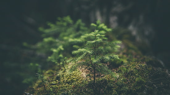 tanaman berdaun hijau, fotografi fokus selektif dari tanaman daun hijau pada batang kayu, makro, alam, hutan, pohon, hijau, tanaman, Wallpaper HD HD wallpaper