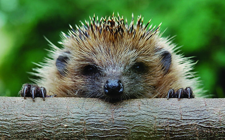 brown hedgehog, hedgehog, muzzle, timber, foot, HD wallpaper