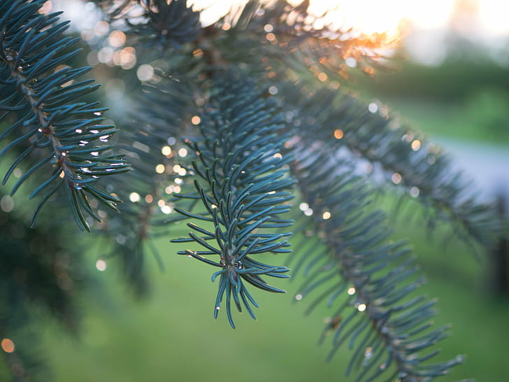 close up focus photo of a green Pine Tree leaves at sunset, After the rain, close up, focus, photo, green Pine, Pine Tree, sunset, blur, boken, water, droplets, branch, nature, tree, fir Tree, christmas, close-up, evergreen Tree, coniferous Tree, season, HD wallpaper
