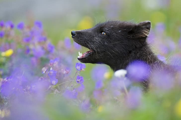 grass, look, flowers, head, Iceland, neck, open mouth, The Westfjords (Vestfirðir, The Arctic Fox (Vulpes lagopus, Westfjords), natural meadow, Alopex lagopus; Arctic fox), nature reserve Hornstrandir (Hornstrandir), HD wallpaper