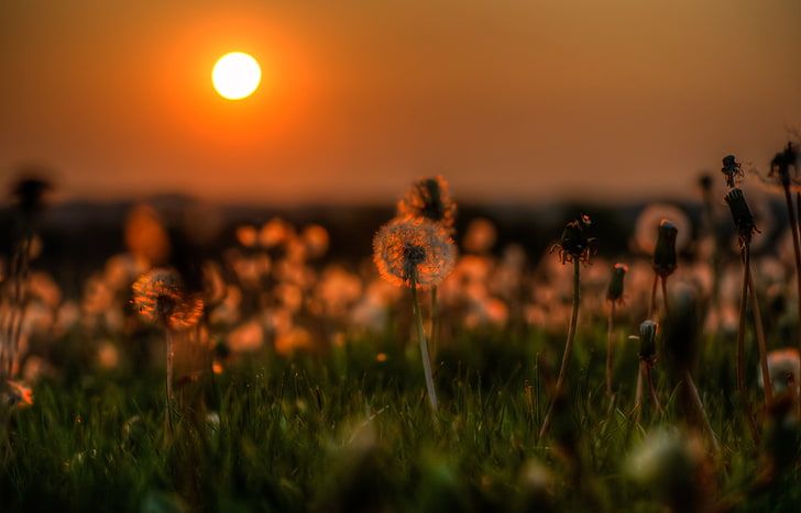 white dandelion, the sun, sunset, the evening, good mood, HD wallpaper
