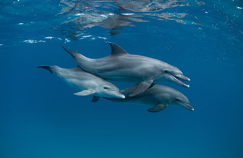 mar, oceano, golfinhos, debaixo d'água, HD papel de parede HD wallpaper