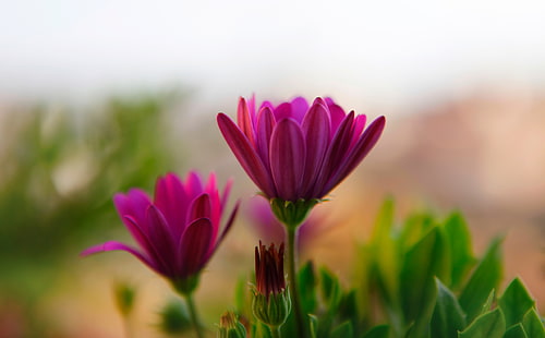 خلفيات زهور HD ، الإقحوانات الأفريقية الوردية ، الطبيعة ، الزهور، خلفية HD HD wallpaper
