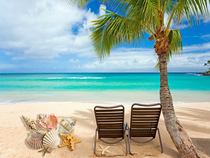 Coquillages de plage, plage, coquillages, étoiles de mer, soleil, sable, été, palmier, Fond d'écran HD