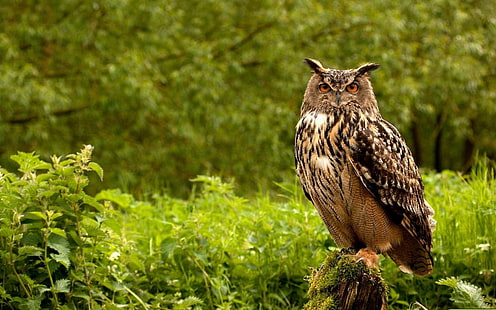 brown and black owl, owl, birds, grass, herbs, predator, HD wallpaper HD wallpaper