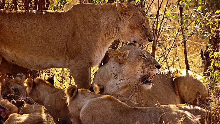 lioness and cubs picture, HD wallpaper